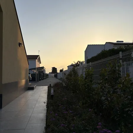 Jacaranda * 라스카리